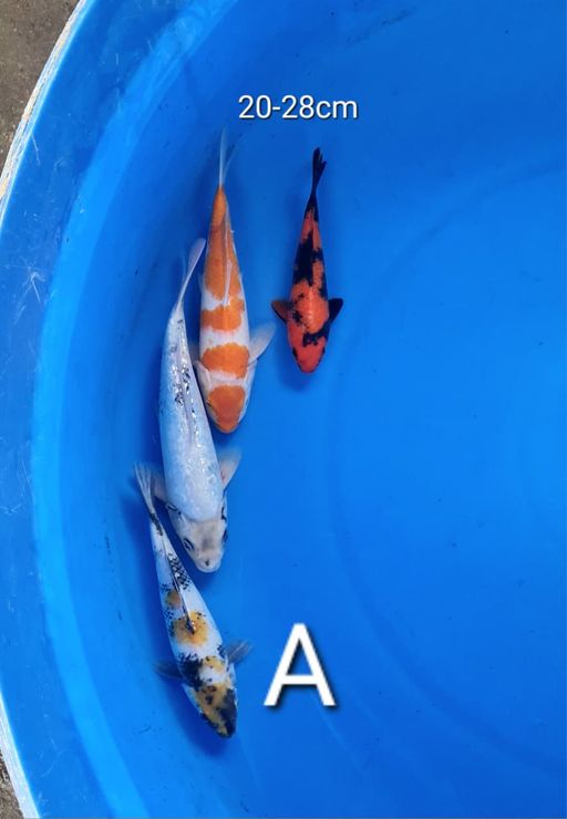Lelang Koi Online, Jual Beli Ikan Koi, Pusat Jual Beli Koi, Info Lelang Koi Hari Ini, Platform Jual Beli Koi, Jual Beli Ikan Koi Online, Marketplace Ikan Koi, Jual Koi Terbaik, Tempat Beli Koi Berkualitas, Pasar Ikan Koi Online Terpercaya, Penjual Ikan Koi Terpercaya, Beli Koi Hias Online, Ikan Koi untuk Dijual, Koi Kualitas Terbaik, Toko Online Ikan Koi, Koi Hias Untuk Dijual, Jual Beli Ikan Koi Lokal, Koi Indonesia Online, Pusat Jual Beli Koi Terbesar