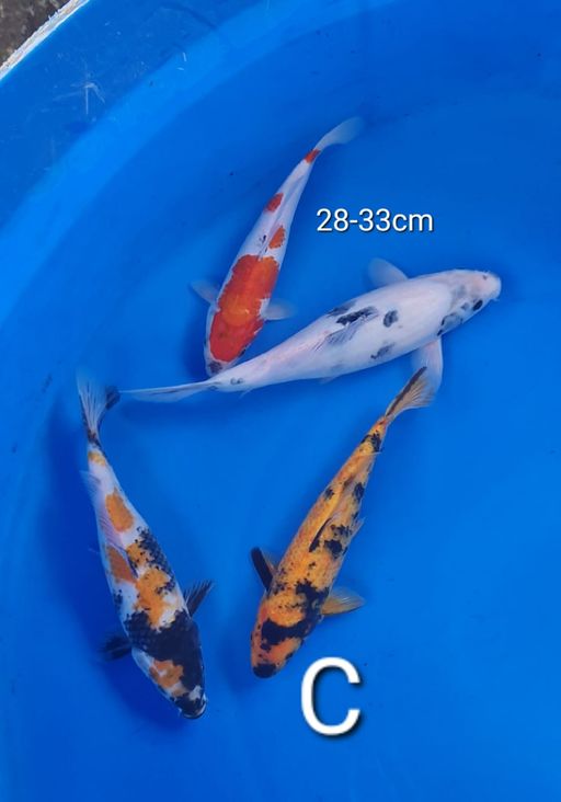 Lelang Koi Online, Jual Beli Ikan Koi, Pusat Jual Beli Koi, Info Lelang Koi Hari Ini, Platform Jual Beli Koi, Jual Beli Ikan Koi Online, Marketplace Ikan Koi, Jual Koi Terbaik, Tempat Beli Koi Berkualitas, Pasar Ikan Koi Online Terpercaya, Penjual Ikan Koi Terpercaya, Beli Koi Hias Online, Ikan Koi untuk Dijual, Koi Kualitas Terbaik, Toko Online Ikan Koi, Koi Hias Untuk Dijual, Jual Beli Ikan Koi Lokal, Koi Indonesia Online, Pusat Jual Beli Koi Terbesar