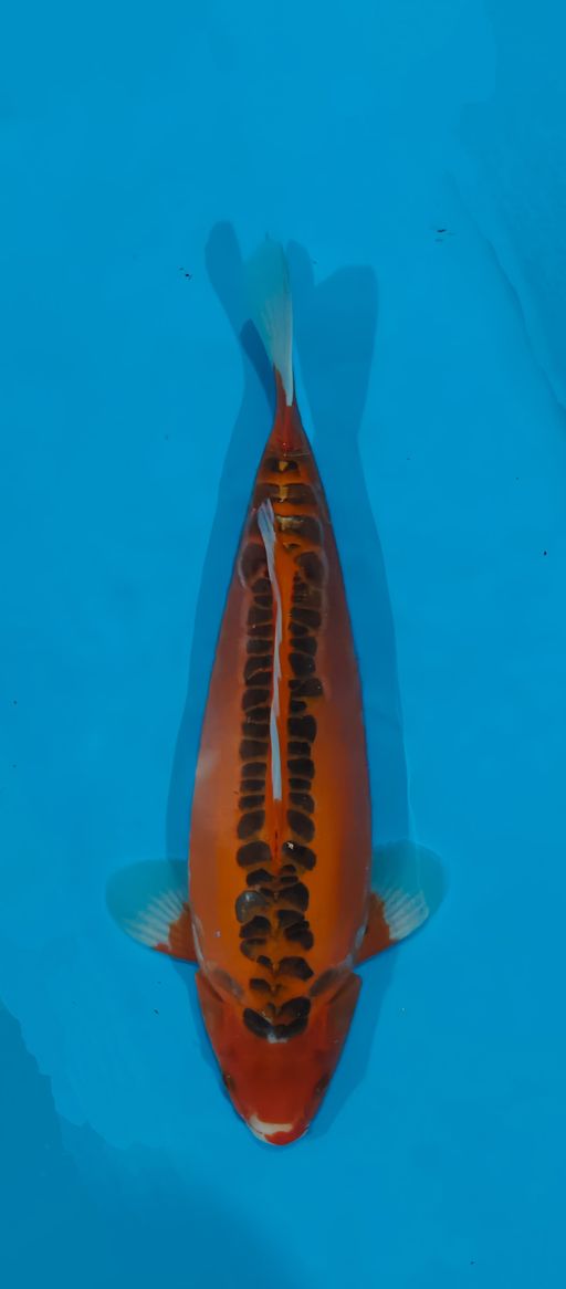 Lelang Koi Online, Jual Beli Ikan Koi, Pusat Jual Beli Koi, Info Lelang Koi Hari Ini, Platform Jual Beli Koi, Jual Beli Ikan Koi Online, Marketplace Ikan Koi, Jual Koi Terbaik, Tempat Beli Koi Berkualitas, Pasar Ikan Koi Online Terpercaya, Penjual Ikan Koi Terpercaya, Beli Koi Hias Online, Ikan Koi untuk Dijual, Koi Kualitas Terbaik, Toko Online Ikan Koi, Koi Hias Untuk Dijual, Jual Beli Ikan Koi Lokal, Koi Indonesia Online, Pusat Jual Beli Koi Terbesar
