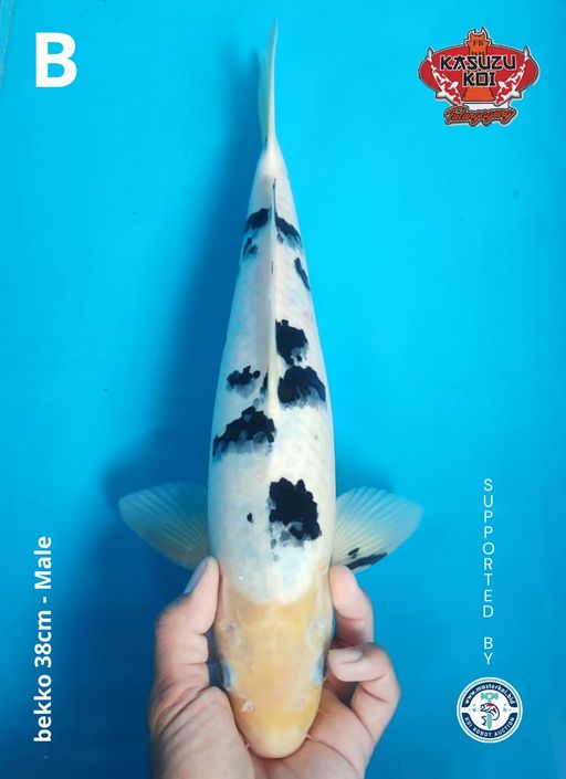Lelang Koi Online, Jual Beli Ikan Koi, Pusat Jual Beli Koi, Info Lelang Koi Hari Ini, Platform Jual Beli Koi, Jual Beli Ikan Koi Online, Marketplace Ikan Koi, Jual Koi Terbaik, Tempat Beli Koi Berkualitas, Pasar Ikan Koi Online Terpercaya, Penjual Ikan Koi Terpercaya, Beli Koi Hias Online, Ikan Koi untuk Dijual, Koi Kualitas Terbaik, Toko Online Ikan Koi, Koi Hias Untuk Dijual, Jual Beli Ikan Koi Lokal, Koi Indonesia Online, Pusat Jual Beli Koi Terbesar