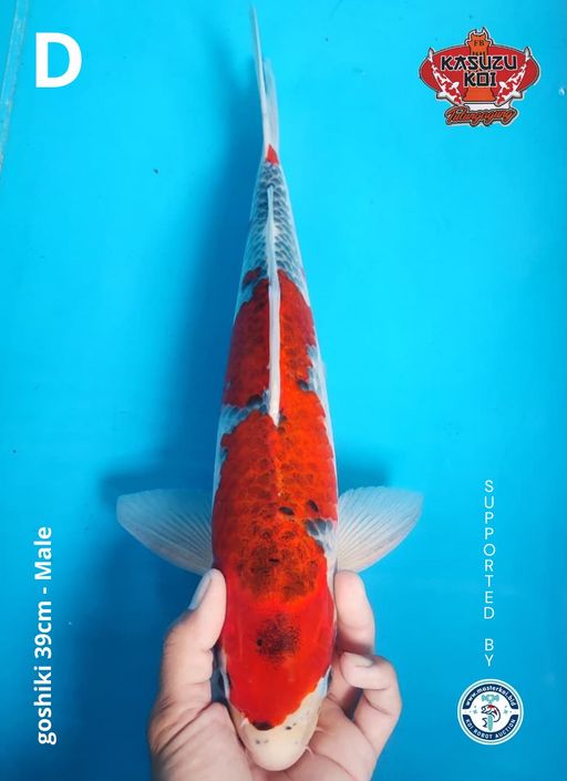 Lelang Koi Online, Jual Beli Ikan Koi, Pusat Jual Beli Koi, Info Lelang Koi Hari Ini, Platform Jual Beli Koi, Jual Beli Ikan Koi Online, Marketplace Ikan Koi, Jual Koi Terbaik, Tempat Beli Koi Berkualitas, Pasar Ikan Koi Online Terpercaya, Penjual Ikan Koi Terpercaya, Beli Koi Hias Online, Ikan Koi untuk Dijual, Koi Kualitas Terbaik, Toko Online Ikan Koi, Koi Hias Untuk Dijual, Jual Beli Ikan Koi Lokal, Koi Indonesia Online, Pusat Jual Beli Koi Terbesar