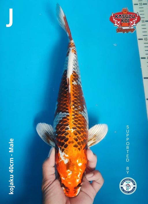 Lelang Koi Online, Jual Beli Ikan Koi, Pusat Jual Beli Koi, Info Lelang Koi Hari Ini, Platform Jual Beli Koi, Jual Beli Ikan Koi Online, Marketplace Ikan Koi, Jual Koi Terbaik, Tempat Beli Koi Berkualitas, Pasar Ikan Koi Online Terpercaya, Penjual Ikan Koi Terpercaya, Beli Koi Hias Online, Ikan Koi untuk Dijual, Koi Kualitas Terbaik, Toko Online Ikan Koi, Koi Hias Untuk Dijual, Jual Beli Ikan Koi Lokal, Koi Indonesia Online, Pusat Jual Beli Koi Terbesar