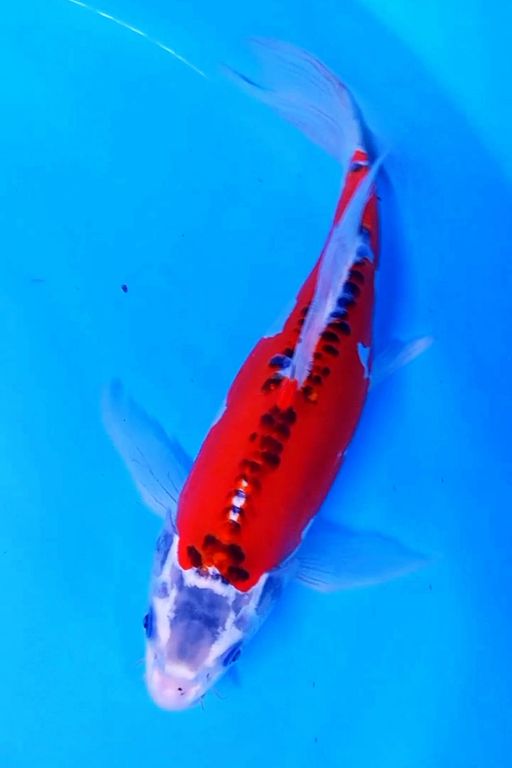 Lelang Koi Online, Jual Beli Ikan Koi, Pusat Jual Beli Koi, Info Lelang Koi Hari Ini, Platform Jual Beli Koi, Jual Beli Ikan Koi Online, Marketplace Ikan Koi, Jual Koi Terbaik, Tempat Beli Koi Berkualitas, Pasar Ikan Koi Online Terpercaya, Penjual Ikan Koi Terpercaya, Beli Koi Hias Online, Ikan Koi untuk Dijual, Koi Kualitas Terbaik, Toko Online Ikan Koi, Koi Hias Untuk Dijual, Jual Beli Ikan Koi Lokal, Koi Indonesia Online, Pusat Jual Beli Koi Terbesar