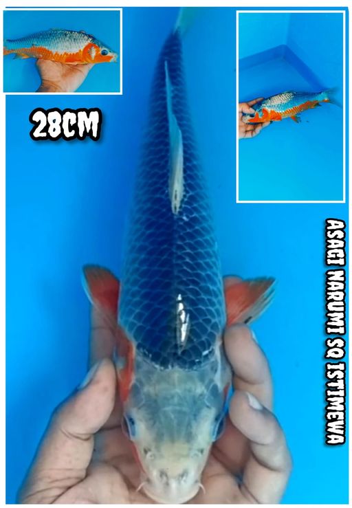 Lelang Koi Online, Jual Beli Ikan Koi, Pusat Jual Beli Koi, Info Lelang Koi Hari Ini, Platform Jual Beli Koi, Jual Beli Ikan Koi Online, Marketplace Ikan Koi, Jual Koi Terbaik, Tempat Beli Koi Berkualitas, Pasar Ikan Koi Online Terpercaya, Penjual Ikan Koi Terpercaya, Beli Koi Hias Online, Ikan Koi untuk Dijual, Koi Kualitas Terbaik, Toko Online Ikan Koi, Koi Hias Untuk Dijual, Jual Beli Ikan Koi Lokal, Koi Indonesia Online, Pusat Jual Beli Koi Terbesar