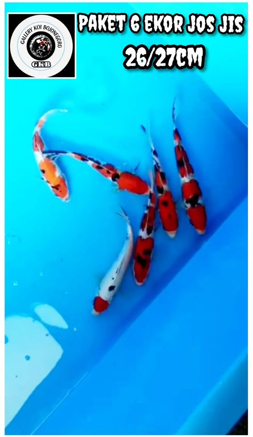 Lelang Koi Online, Jual Beli Ikan Koi, Pusat Jual Beli Koi, Info Lelang Koi Hari Ini, Platform Jual Beli Koi, Jual Beli Ikan Koi Online, Marketplace Ikan Koi, Jual Koi Terbaik, Tempat Beli Koi Berkualitas, Pasar Ikan Koi Online Terpercaya, Penjual Ikan Koi Terpercaya, Beli Koi Hias Online, Ikan Koi untuk Dijual, Koi Kualitas Terbaik, Toko Online Ikan Koi, Koi Hias Untuk Dijual, Jual Beli Ikan Koi Lokal, Koi Indonesia Online, Pusat Jual Beli Koi Terbesar
