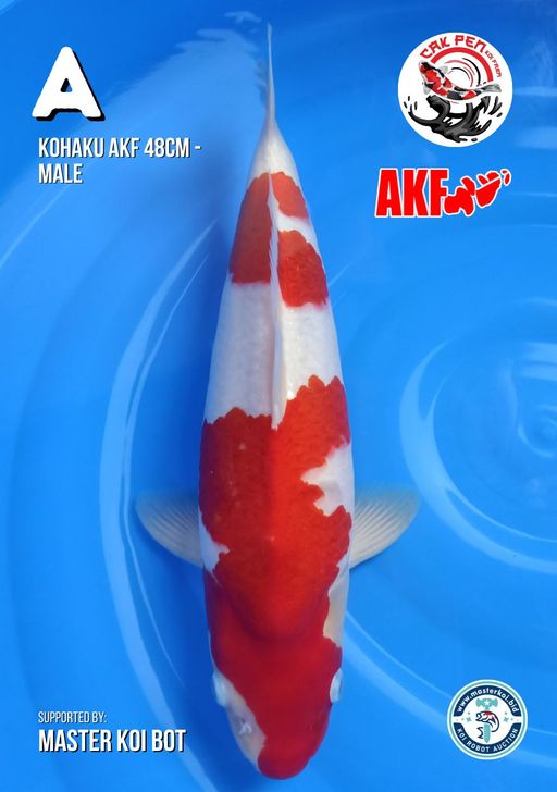 Lelang Koi Online, Jual Beli Ikan Koi, Pusat Jual Beli Koi, Info Lelang Koi Hari Ini, Platform Jual Beli Koi, Jual Beli Ikan Koi Online, Marketplace Ikan Koi, Jual Koi Terbaik, Tempat Beli Koi Berkualitas, Pasar Ikan Koi Online Terpercaya, Penjual Ikan Koi Terpercaya, Beli Koi Hias Online, Ikan Koi untuk Dijual, Koi Kualitas Terbaik, Toko Online Ikan Koi, Koi Hias Untuk Dijual, Jual Beli Ikan Koi Lokal, Koi Indonesia Online, Pusat Jual Beli Koi Terbesar