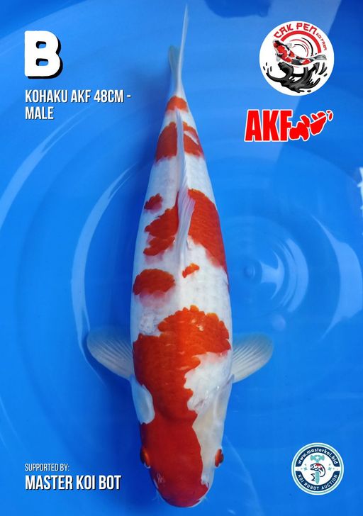 Lelang Koi Online, Jual Beli Ikan Koi, Pusat Jual Beli Koi, Info Lelang Koi Hari Ini, Platform Jual Beli Koi, Jual Beli Ikan Koi Online, Marketplace Ikan Koi, Jual Koi Terbaik, Tempat Beli Koi Berkualitas, Pasar Ikan Koi Online Terpercaya, Penjual Ikan Koi Terpercaya, Beli Koi Hias Online, Ikan Koi untuk Dijual, Koi Kualitas Terbaik, Toko Online Ikan Koi, Koi Hias Untuk Dijual, Jual Beli Ikan Koi Lokal, Koi Indonesia Online, Pusat Jual Beli Koi Terbesar