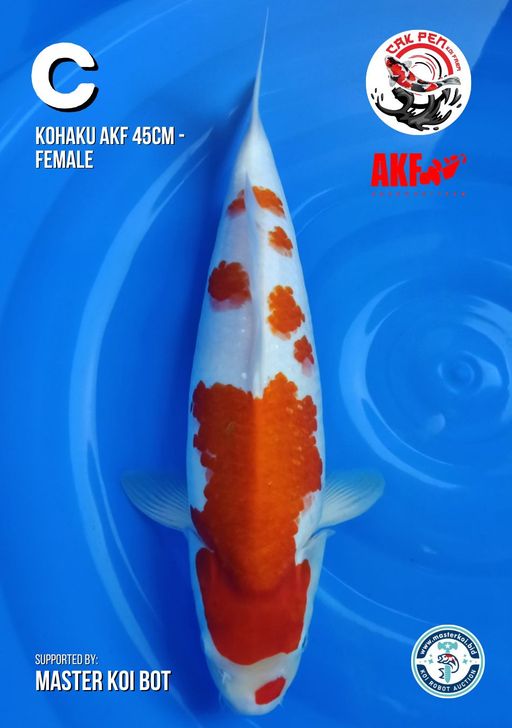 Lelang Koi Online, Jual Beli Ikan Koi, Pusat Jual Beli Koi, Info Lelang Koi Hari Ini, Platform Jual Beli Koi, Jual Beli Ikan Koi Online, Marketplace Ikan Koi, Jual Koi Terbaik, Tempat Beli Koi Berkualitas, Pasar Ikan Koi Online Terpercaya, Penjual Ikan Koi Terpercaya, Beli Koi Hias Online, Ikan Koi untuk Dijual, Koi Kualitas Terbaik, Toko Online Ikan Koi, Koi Hias Untuk Dijual, Jual Beli Ikan Koi Lokal, Koi Indonesia Online, Pusat Jual Beli Koi Terbesar