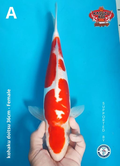 Lelang Koi Online, Jual Beli Ikan Koi, Pusat Jual Beli Koi, Info Lelang Koi Hari Ini, Platform Jual Beli Koi, Jual Beli Ikan Koi Online, Marketplace Ikan Koi, Jual Koi Terbaik, Tempat Beli Koi Berkualitas, Pasar Ikan Koi Online Terpercaya, Penjual Ikan Koi Terpercaya, Beli Koi Hias Online, Ikan Koi untuk Dijual, Koi Kualitas Terbaik, Toko Online Ikan Koi, Koi Hias Untuk Dijual, Jual Beli Ikan Koi Lokal, Koi Indonesia Online, Pusat Jual Beli Koi Terbesar