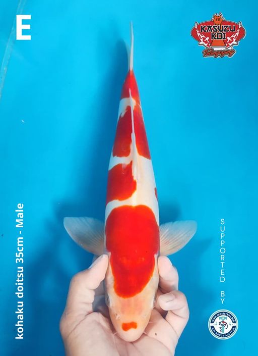Lelang Koi Online, Jual Beli Ikan Koi, Pusat Jual Beli Koi, Info Lelang Koi Hari Ini, Platform Jual Beli Koi, Jual Beli Ikan Koi Online, Marketplace Ikan Koi, Jual Koi Terbaik, Tempat Beli Koi Berkualitas, Pasar Ikan Koi Online Terpercaya, Penjual Ikan Koi Terpercaya, Beli Koi Hias Online, Ikan Koi untuk Dijual, Koi Kualitas Terbaik, Toko Online Ikan Koi, Koi Hias Untuk Dijual, Jual Beli Ikan Koi Lokal, Koi Indonesia Online, Pusat Jual Beli Koi Terbesar