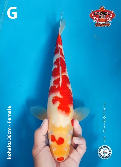 Lelang Koi Online, Jual Beli Ikan Koi, Pusat Jual Beli Koi, Info Lelang Koi Hari Ini, Platform Jual Beli Koi, Jual Beli Ikan Koi Online, Marketplace Ikan Koi, Jual Koi Terbaik, Tempat Beli Koi Berkualitas, Pasar Ikan Koi Online Terpercaya, Penjual Ikan Koi Terpercaya, Beli Koi Hias Online, Ikan Koi untuk Dijual, Koi Kualitas Terbaik, Toko Online Ikan Koi, Koi Hias Untuk Dijual, Jual Beli Ikan Koi Lokal, Koi Indonesia Online, Pusat Jual Beli Koi Terbesar