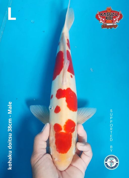 Lelang Koi Online, Jual Beli Ikan Koi, Pusat Jual Beli Koi, Info Lelang Koi Hari Ini, Platform Jual Beli Koi, Jual Beli Ikan Koi Online, Marketplace Ikan Koi, Jual Koi Terbaik, Tempat Beli Koi Berkualitas, Pasar Ikan Koi Online Terpercaya, Penjual Ikan Koi Terpercaya, Beli Koi Hias Online, Ikan Koi untuk Dijual, Koi Kualitas Terbaik, Toko Online Ikan Koi, Koi Hias Untuk Dijual, Jual Beli Ikan Koi Lokal, Koi Indonesia Online, Pusat Jual Beli Koi Terbesar