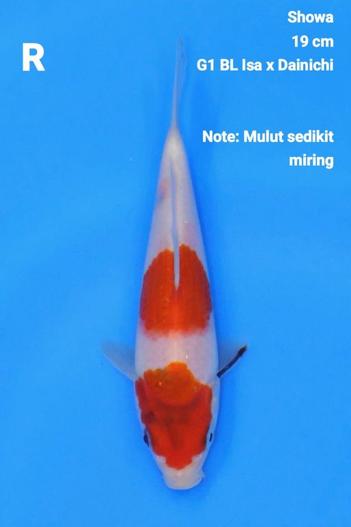 Lelang Koi Online, Jual Beli Ikan Koi, Pusat Jual Beli Koi, Info Lelang Koi Hari Ini, Platform Jual Beli Koi, Jual Beli Ikan Koi Online, Marketplace Ikan Koi, Jual Koi Terbaik, Tempat Beli Koi Berkualitas, Pasar Ikan Koi Online Terpercaya, Penjual Ikan Koi Terpercaya, Beli Koi Hias Online, Ikan Koi untuk Dijual, Koi Kualitas Terbaik, Toko Online Ikan Koi, Koi Hias Untuk Dijual, Jual Beli Ikan Koi Lokal, Koi Indonesia Online, Pusat Jual Beli Koi Terbesar