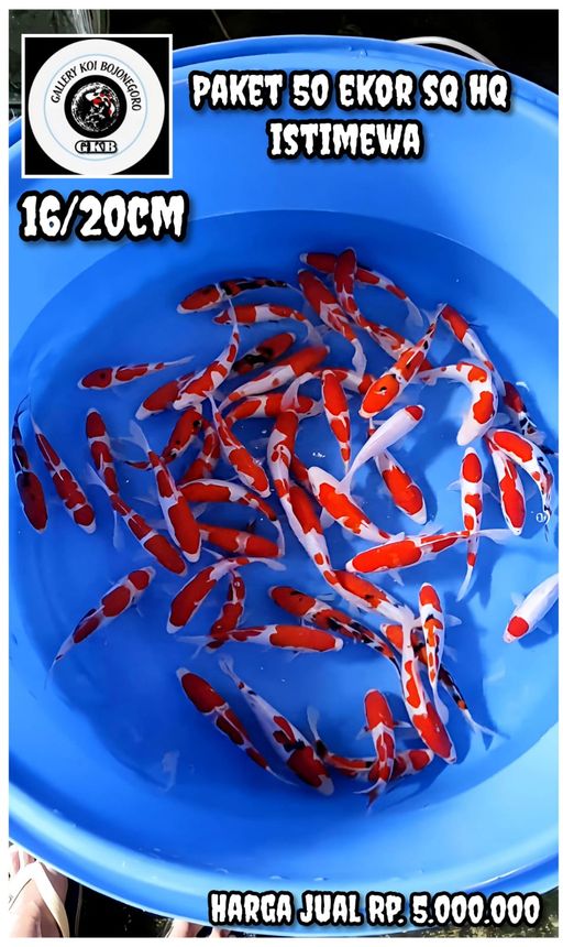 Lelang Koi Online, Jual Beli Ikan Koi, Pusat Jual Beli Koi, Info Lelang Koi Hari Ini, Platform Jual Beli Koi, Jual Beli Ikan Koi Online, Marketplace Ikan Koi, Jual Koi Terbaik, Tempat Beli Koi Berkualitas, Pasar Ikan Koi Online Terpercaya, Penjual Ikan Koi Terpercaya, Beli Koi Hias Online, Ikan Koi untuk Dijual, Koi Kualitas Terbaik, Toko Online Ikan Koi, Koi Hias Untuk Dijual, Jual Beli Ikan Koi Lokal, Koi Indonesia Online, Pusat Jual Beli Koi Terbesar