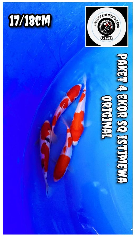 Lelang Koi Online, Jual Beli Ikan Koi, Pusat Jual Beli Koi, Info Lelang Koi Hari Ini, Platform Jual Beli Koi, Jual Beli Ikan Koi Online, Marketplace Ikan Koi, Jual Koi Terbaik, Tempat Beli Koi Berkualitas, Pasar Ikan Koi Online Terpercaya, Penjual Ikan Koi Terpercaya, Beli Koi Hias Online, Ikan Koi untuk Dijual, Koi Kualitas Terbaik, Toko Online Ikan Koi, Koi Hias Untuk Dijual, Jual Beli Ikan Koi Lokal, Koi Indonesia Online, Pusat Jual Beli Koi Terbesar