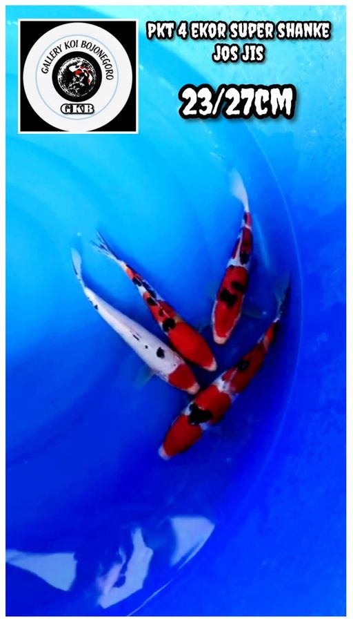 Lelang Koi Online, Jual Beli Ikan Koi, Pusat Jual Beli Koi, Info Lelang Koi Hari Ini, Platform Jual Beli Koi, Jual Beli Ikan Koi Online, Marketplace Ikan Koi, Jual Koi Terbaik, Tempat Beli Koi Berkualitas, Pasar Ikan Koi Online Terpercaya, Penjual Ikan Koi Terpercaya, Beli Koi Hias Online, Ikan Koi untuk Dijual, Koi Kualitas Terbaik, Toko Online Ikan Koi, Koi Hias Untuk Dijual, Jual Beli Ikan Koi Lokal, Koi Indonesia Online, Pusat Jual Beli Koi Terbesar