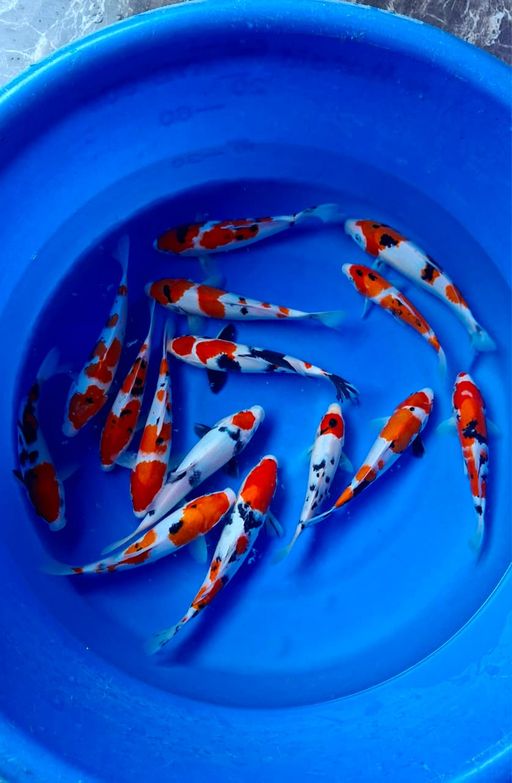Lelang Koi Online, Jual Beli Ikan Koi, Pusat Jual Beli Koi, Info Lelang Koi Hari Ini, Platform Jual Beli Koi, Jual Beli Ikan Koi Online, Marketplace Ikan Koi, Jual Koi Terbaik, Tempat Beli Koi Berkualitas, Pasar Ikan Koi Online Terpercaya, Penjual Ikan Koi Terpercaya, Beli Koi Hias Online, Ikan Koi untuk Dijual, Koi Kualitas Terbaik, Toko Online Ikan Koi, Koi Hias Untuk Dijual, Jual Beli Ikan Koi Lokal, Koi Indonesia Online, Pusat Jual Beli Koi Terbesar