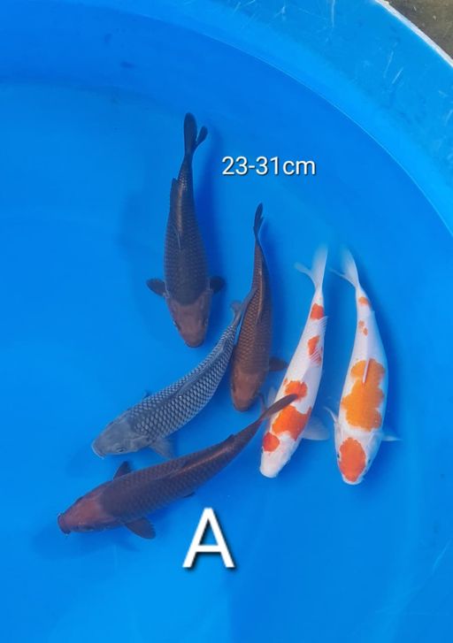Lelang Koi Online, Jual Beli Ikan Koi, Pusat Jual Beli Koi, Info Lelang Koi Hari Ini, Platform Jual Beli Koi, Jual Beli Ikan Koi Online, Marketplace Ikan Koi, Jual Koi Terbaik, Tempat Beli Koi Berkualitas, Pasar Ikan Koi Online Terpercaya, Penjual Ikan Koi Terpercaya, Beli Koi Hias Online, Ikan Koi untuk Dijual, Koi Kualitas Terbaik, Toko Online Ikan Koi, Koi Hias Untuk Dijual, Jual Beli Ikan Koi Lokal, Koi Indonesia Online, Pusat Jual Beli Koi Terbesar