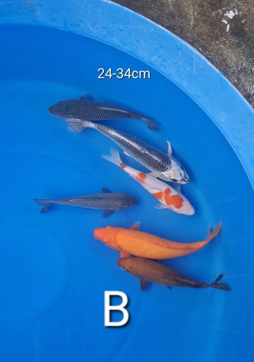 Lelang Koi Online, Jual Beli Ikan Koi, Pusat Jual Beli Koi, Info Lelang Koi Hari Ini, Platform Jual Beli Koi, Jual Beli Ikan Koi Online, Marketplace Ikan Koi, Jual Koi Terbaik, Tempat Beli Koi Berkualitas, Pasar Ikan Koi Online Terpercaya, Penjual Ikan Koi Terpercaya, Beli Koi Hias Online, Ikan Koi untuk Dijual, Koi Kualitas Terbaik, Toko Online Ikan Koi, Koi Hias Untuk Dijual, Jual Beli Ikan Koi Lokal, Koi Indonesia Online, Pusat Jual Beli Koi Terbesar