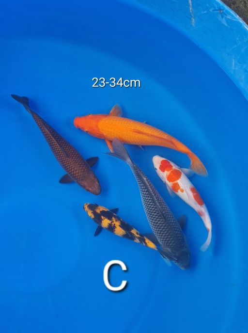 Lelang Koi Online, Jual Beli Ikan Koi, Pusat Jual Beli Koi, Info Lelang Koi Hari Ini, Platform Jual Beli Koi, Jual Beli Ikan Koi Online, Marketplace Ikan Koi, Jual Koi Terbaik, Tempat Beli Koi Berkualitas, Pasar Ikan Koi Online Terpercaya, Penjual Ikan Koi Terpercaya, Beli Koi Hias Online, Ikan Koi untuk Dijual, Koi Kualitas Terbaik, Toko Online Ikan Koi, Koi Hias Untuk Dijual, Jual Beli Ikan Koi Lokal, Koi Indonesia Online, Pusat Jual Beli Koi Terbesar