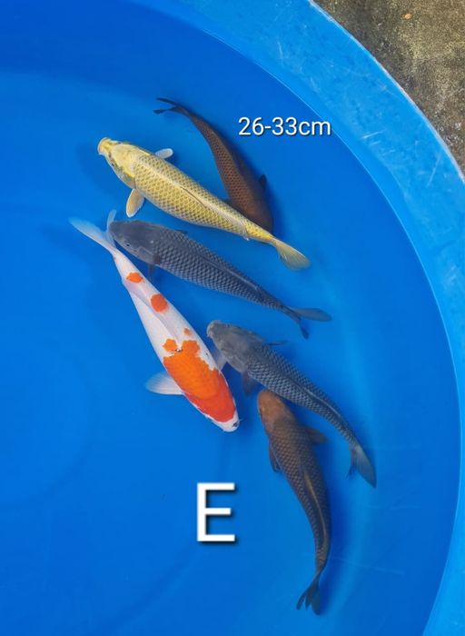 Lelang Koi Online, Jual Beli Ikan Koi, Pusat Jual Beli Koi, Info Lelang Koi Hari Ini, Platform Jual Beli Koi, Jual Beli Ikan Koi Online, Marketplace Ikan Koi, Jual Koi Terbaik, Tempat Beli Koi Berkualitas, Pasar Ikan Koi Online Terpercaya, Penjual Ikan Koi Terpercaya, Beli Koi Hias Online, Ikan Koi untuk Dijual, Koi Kualitas Terbaik, Toko Online Ikan Koi, Koi Hias Untuk Dijual, Jual Beli Ikan Koi Lokal, Koi Indonesia Online, Pusat Jual Beli Koi Terbesar