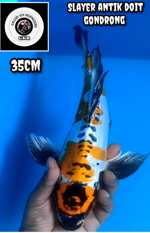 Lelang Koi Online, Jual Beli Ikan Koi, Pusat Jual Beli Koi, Info Lelang Koi Hari Ini, Platform Jual Beli Koi, Jual Beli Ikan Koi Online, Marketplace Ikan Koi, Jual Koi Terbaik, Tempat Beli Koi Berkualitas, Pasar Ikan Koi Online Terpercaya, Penjual Ikan Koi Terpercaya, Beli Koi Hias Online, Ikan Koi untuk Dijual, Koi Kualitas Terbaik, Toko Online Ikan Koi, Koi Hias Untuk Dijual, Jual Beli Ikan Koi Lokal, Koi Indonesia Online, Pusat Jual Beli Koi Terbesar