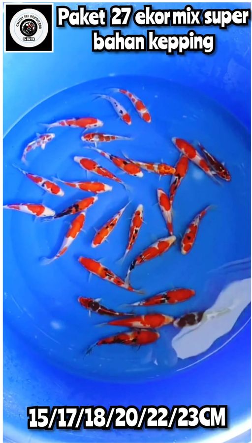 Lelang Koi Online, Jual Beli Ikan Koi, Pusat Jual Beli Koi, Info Lelang Koi Hari Ini, Platform Jual Beli Koi, Jual Beli Ikan Koi Online, Marketplace Ikan Koi, Jual Koi Terbaik, Tempat Beli Koi Berkualitas, Pasar Ikan Koi Online Terpercaya, Penjual Ikan Koi Terpercaya, Beli Koi Hias Online, Ikan Koi untuk Dijual, Koi Kualitas Terbaik, Toko Online Ikan Koi, Koi Hias Untuk Dijual, Jual Beli Ikan Koi Lokal, Koi Indonesia Online, Pusat Jual Beli Koi Terbesar