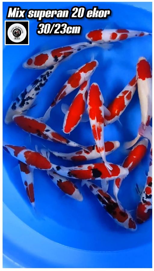 Lelang Koi Online, Jual Beli Ikan Koi, Pusat Jual Beli Koi, Info Lelang Koi Hari Ini, Platform Jual Beli Koi, Jual Beli Ikan Koi Online, Marketplace Ikan Koi, Jual Koi Terbaik, Tempat Beli Koi Berkualitas, Pasar Ikan Koi Online Terpercaya, Penjual Ikan Koi Terpercaya, Beli Koi Hias Online, Ikan Koi untuk Dijual, Koi Kualitas Terbaik, Toko Online Ikan Koi, Koi Hias Untuk Dijual, Jual Beli Ikan Koi Lokal, Koi Indonesia Online, Pusat Jual Beli Koi Terbesar
