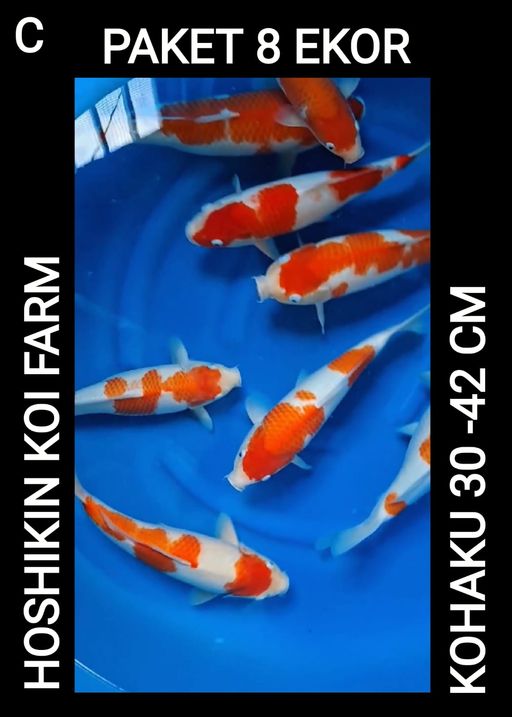 Lelang Koi Online, Jual Beli Ikan Koi, Pusat Jual Beli Koi, Info Lelang Koi Hari Ini, Platform Jual Beli Koi, Jual Beli Ikan Koi Online, Marketplace Ikan Koi, Jual Koi Terbaik, Tempat Beli Koi Berkualitas, Pasar Ikan Koi Online Terpercaya, Penjual Ikan Koi Terpercaya, Beli Koi Hias Online, Ikan Koi untuk Dijual, Koi Kualitas Terbaik, Toko Online Ikan Koi, Koi Hias Untuk Dijual, Jual Beli Ikan Koi Lokal, Koi Indonesia Online, Pusat Jual Beli Koi Terbesar