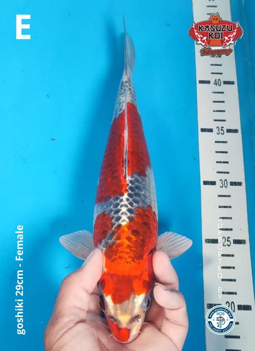 Lelang Koi Online, Jual Beli Ikan Koi, Pusat Jual Beli Koi, Info Lelang Koi Hari Ini, Platform Jual Beli Koi, Jual Beli Ikan Koi Online, Marketplace Ikan Koi, Jual Koi Terbaik, Tempat Beli Koi Berkualitas, Pasar Ikan Koi Online Terpercaya, Penjual Ikan Koi Terpercaya, Beli Koi Hias Online, Ikan Koi untuk Dijual, Koi Kualitas Terbaik, Toko Online Ikan Koi, Koi Hias Untuk Dijual, Jual Beli Ikan Koi Lokal, Koi Indonesia Online, Pusat Jual Beli Koi Terbesar