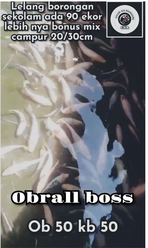Lelang Koi Online, Jual Beli Ikan Koi, Pusat Jual Beli Koi, Info Lelang Koi Hari Ini, Platform Jual Beli Koi, Jual Beli Ikan Koi Online, Marketplace Ikan Koi, Jual Koi Terbaik, Tempat Beli Koi Berkualitas, Pasar Ikan Koi Online Terpercaya, Penjual Ikan Koi Terpercaya, Beli Koi Hias Online, Ikan Koi untuk Dijual, Koi Kualitas Terbaik, Toko Online Ikan Koi, Koi Hias Untuk Dijual, Jual Beli Ikan Koi Lokal, Koi Indonesia Online, Pusat Jual Beli Koi Terbesar