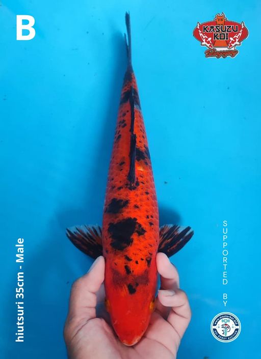 Lelang Koi Online, Jual Beli Ikan Koi, Pusat Jual Beli Koi, Info Lelang Koi Hari Ini, Platform Jual Beli Koi, Jual Beli Ikan Koi Online, Marketplace Ikan Koi, Jual Koi Terbaik, Tempat Beli Koi Berkualitas, Pasar Ikan Koi Online Terpercaya, Penjual Ikan Koi Terpercaya, Beli Koi Hias Online, Ikan Koi untuk Dijual, Koi Kualitas Terbaik, Toko Online Ikan Koi, Koi Hias Untuk Dijual, Jual Beli Ikan Koi Lokal, Koi Indonesia Online, Pusat Jual Beli Koi Terbesar