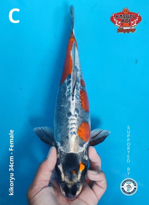 Lelang Koi Online, Jual Beli Ikan Koi, Pusat Jual Beli Koi, Info Lelang Koi Hari Ini, Platform Jual Beli Koi, Jual Beli Ikan Koi Online, Marketplace Ikan Koi, Jual Koi Terbaik, Tempat Beli Koi Berkualitas, Pasar Ikan Koi Online Terpercaya, Penjual Ikan Koi Terpercaya, Beli Koi Hias Online, Ikan Koi untuk Dijual, Koi Kualitas Terbaik, Toko Online Ikan Koi, Koi Hias Untuk Dijual, Jual Beli Ikan Koi Lokal, Koi Indonesia Online, Pusat Jual Beli Koi Terbesar