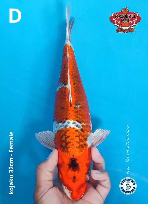 Lelang Koi Online, Jual Beli Ikan Koi, Pusat Jual Beli Koi, Info Lelang Koi Hari Ini, Platform Jual Beli Koi, Jual Beli Ikan Koi Online, Marketplace Ikan Koi, Jual Koi Terbaik, Tempat Beli Koi Berkualitas, Pasar Ikan Koi Online Terpercaya, Penjual Ikan Koi Terpercaya, Beli Koi Hias Online, Ikan Koi untuk Dijual, Koi Kualitas Terbaik, Toko Online Ikan Koi, Koi Hias Untuk Dijual, Jual Beli Ikan Koi Lokal, Koi Indonesia Online, Pusat Jual Beli Koi Terbesar