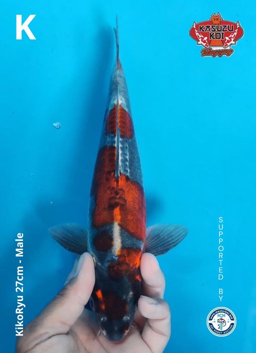Lelang Koi Online, Jual Beli Ikan Koi, Pusat Jual Beli Koi, Info Lelang Koi Hari Ini, Platform Jual Beli Koi, Jual Beli Ikan Koi Online, Marketplace Ikan Koi, Jual Koi Terbaik, Tempat Beli Koi Berkualitas, Pasar Ikan Koi Online Terpercaya, Penjual Ikan Koi Terpercaya, Beli Koi Hias Online, Ikan Koi untuk Dijual, Koi Kualitas Terbaik, Toko Online Ikan Koi, Koi Hias Untuk Dijual, Jual Beli Ikan Koi Lokal, Koi Indonesia Online, Pusat Jual Beli Koi Terbesar