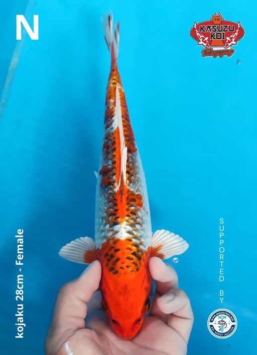 Lelang Koi Online, Jual Beli Ikan Koi, Pusat Jual Beli Koi, Info Lelang Koi Hari Ini, Platform Jual Beli Koi, Jual Beli Ikan Koi Online, Marketplace Ikan Koi, Jual Koi Terbaik, Tempat Beli Koi Berkualitas, Pasar Ikan Koi Online Terpercaya, Penjual Ikan Koi Terpercaya, Beli Koi Hias Online, Ikan Koi untuk Dijual, Koi Kualitas Terbaik, Toko Online Ikan Koi, Koi Hias Untuk Dijual, Jual Beli Ikan Koi Lokal, Koi Indonesia Online, Pusat Jual Beli Koi Terbesar