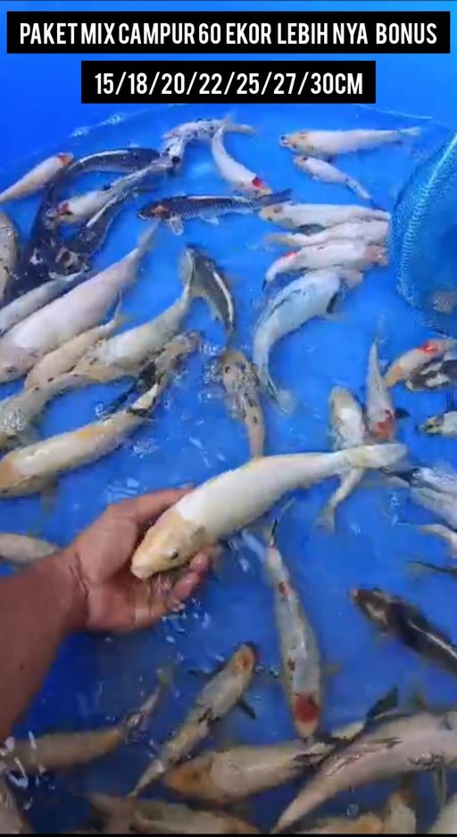 Lelang Koi Online, Jual Beli Ikan Koi, Pusat Jual Beli Koi, Info Lelang Koi Hari Ini, Platform Jual Beli Koi, Jual Beli Ikan Koi Online, Marketplace Ikan Koi, Jual Koi Terbaik, Tempat Beli Koi Berkualitas, Pasar Ikan Koi Online Terpercaya, Penjual Ikan Koi Terpercaya, Beli Koi Hias Online, Ikan Koi untuk Dijual, Koi Kualitas Terbaik, Toko Online Ikan Koi, Koi Hias Untuk Dijual, Jual Beli Ikan Koi Lokal, Koi Indonesia Online, Pusat Jual Beli Koi Terbesar