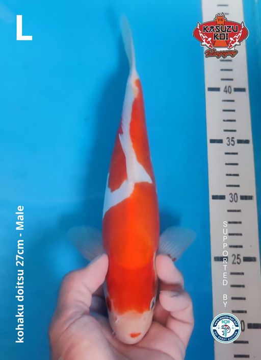 Lelang Koi Online, Jual Beli Ikan Koi, Pusat Jual Beli Koi, Info Lelang Koi Hari Ini, Platform Jual Beli Koi, Jual Beli Ikan Koi Online, Marketplace Ikan Koi, Jual Koi Terbaik, Tempat Beli Koi Berkualitas, Pasar Ikan Koi Online Terpercaya, Penjual Ikan Koi Terpercaya, Beli Koi Hias Online, Ikan Koi untuk Dijual, Koi Kualitas Terbaik, Toko Online Ikan Koi, Koi Hias Untuk Dijual, Jual Beli Ikan Koi Lokal, Koi Indonesia Online, Pusat Jual Beli Koi Terbesar