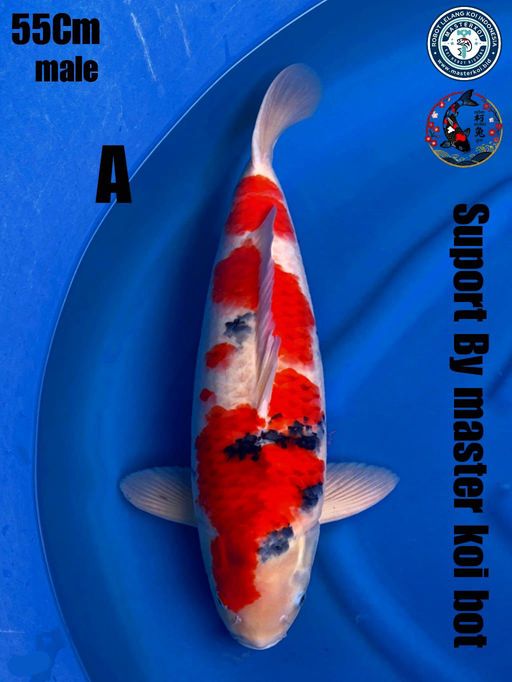 Lelang Koi Online, Jual Beli Ikan Koi, Pusat Jual Beli Koi, Info Lelang Koi Hari Ini, Platform Jual Beli Koi, Jual Beli Ikan Koi Online, Marketplace Ikan Koi, Jual Koi Terbaik, Tempat Beli Koi Berkualitas, Pasar Ikan Koi Online Terpercaya, Penjual Ikan Koi Terpercaya, Beli Koi Hias Online, Ikan Koi untuk Dijual, Koi Kualitas Terbaik, Toko Online Ikan Koi, Koi Hias Untuk Dijual, Jual Beli Ikan Koi Lokal, Koi Indonesia Online, Pusat Jual Beli Koi Terbesar
