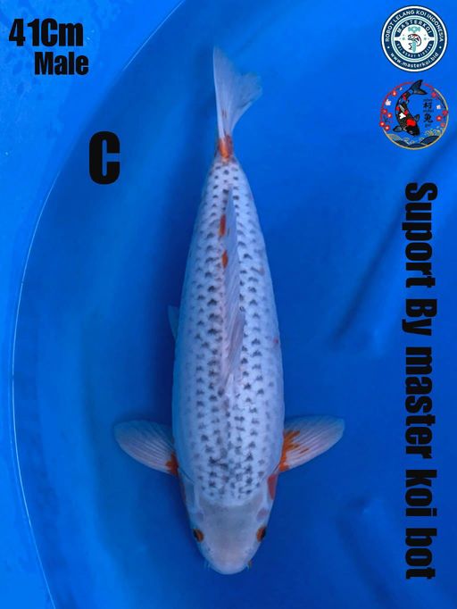 Lelang Koi Online, Jual Beli Ikan Koi, Pusat Jual Beli Koi, Info Lelang Koi Hari Ini, Platform Jual Beli Koi, Jual Beli Ikan Koi Online, Marketplace Ikan Koi, Jual Koi Terbaik, Tempat Beli Koi Berkualitas, Pasar Ikan Koi Online Terpercaya, Penjual Ikan Koi Terpercaya, Beli Koi Hias Online, Ikan Koi untuk Dijual, Koi Kualitas Terbaik, Toko Online Ikan Koi, Koi Hias Untuk Dijual, Jual Beli Ikan Koi Lokal, Koi Indonesia Online, Pusat Jual Beli Koi Terbesar
