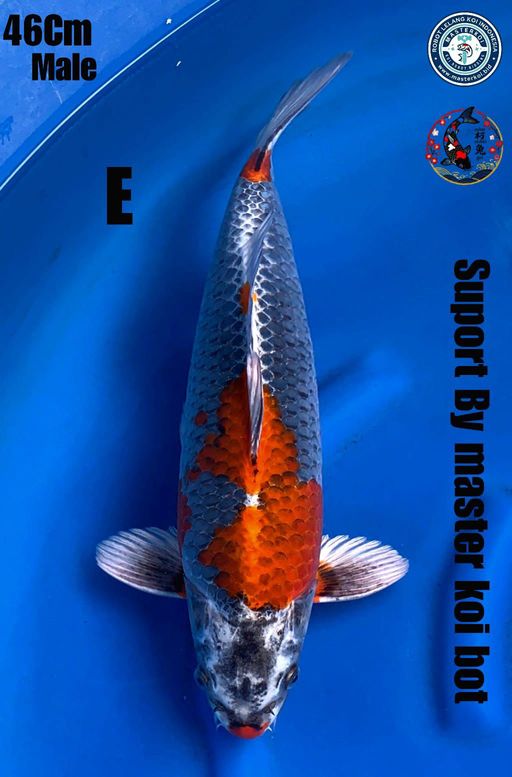 Lelang Koi Online, Jual Beli Ikan Koi, Pusat Jual Beli Koi, Info Lelang Koi Hari Ini, Platform Jual Beli Koi, Jual Beli Ikan Koi Online, Marketplace Ikan Koi, Jual Koi Terbaik, Tempat Beli Koi Berkualitas, Pasar Ikan Koi Online Terpercaya, Penjual Ikan Koi Terpercaya, Beli Koi Hias Online, Ikan Koi untuk Dijual, Koi Kualitas Terbaik, Toko Online Ikan Koi, Koi Hias Untuk Dijual, Jual Beli Ikan Koi Lokal, Koi Indonesia Online, Pusat Jual Beli Koi Terbesar