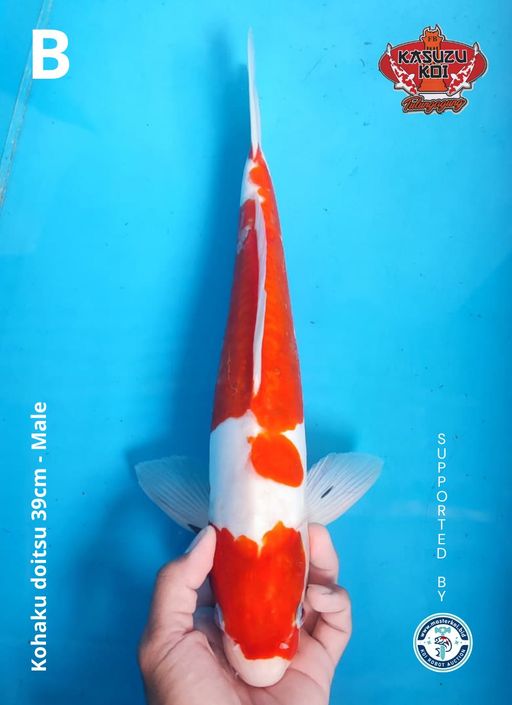 Lelang Koi Online, Jual Beli Ikan Koi, Pusat Jual Beli Koi, Info Lelang Koi Hari Ini, Platform Jual Beli Koi, Jual Beli Ikan Koi Online, Marketplace Ikan Koi, Jual Koi Terbaik, Tempat Beli Koi Berkualitas, Pasar Ikan Koi Online Terpercaya, Penjual Ikan Koi Terpercaya, Beli Koi Hias Online, Ikan Koi untuk Dijual, Koi Kualitas Terbaik, Toko Online Ikan Koi, Koi Hias Untuk Dijual, Jual Beli Ikan Koi Lokal, Koi Indonesia Online, Pusat Jual Beli Koi Terbesar