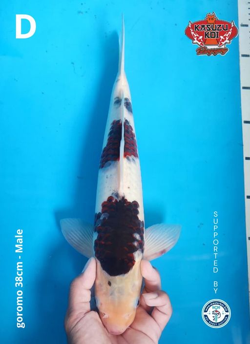 Lelang Koi Online, Jual Beli Ikan Koi, Pusat Jual Beli Koi, Info Lelang Koi Hari Ini, Platform Jual Beli Koi, Jual Beli Ikan Koi Online, Marketplace Ikan Koi, Jual Koi Terbaik, Tempat Beli Koi Berkualitas, Pasar Ikan Koi Online Terpercaya, Penjual Ikan Koi Terpercaya, Beli Koi Hias Online, Ikan Koi untuk Dijual, Koi Kualitas Terbaik, Toko Online Ikan Koi, Koi Hias Untuk Dijual, Jual Beli Ikan Koi Lokal, Koi Indonesia Online, Pusat Jual Beli Koi Terbesar
