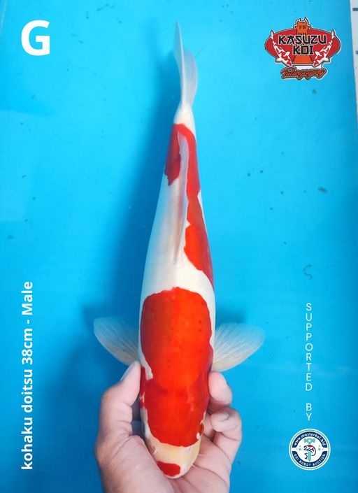 Lelang Koi Online, Jual Beli Ikan Koi, Pusat Jual Beli Koi, Info Lelang Koi Hari Ini, Platform Jual Beli Koi, Jual Beli Ikan Koi Online, Marketplace Ikan Koi, Jual Koi Terbaik, Tempat Beli Koi Berkualitas, Pasar Ikan Koi Online Terpercaya, Penjual Ikan Koi Terpercaya, Beli Koi Hias Online, Ikan Koi untuk Dijual, Koi Kualitas Terbaik, Toko Online Ikan Koi, Koi Hias Untuk Dijual, Jual Beli Ikan Koi Lokal, Koi Indonesia Online, Pusat Jual Beli Koi Terbesar