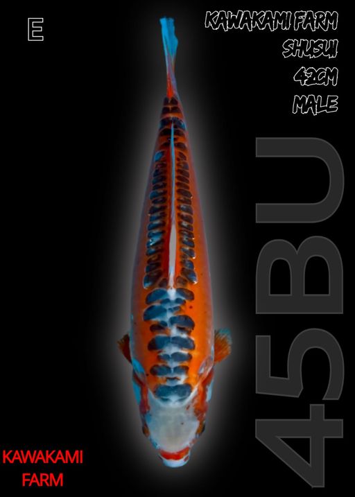 Lelang Koi Online, Jual Beli Ikan Koi, Pusat Jual Beli Koi, Info Lelang Koi Hari Ini, Platform Jual Beli Koi, Jual Beli Ikan Koi Online, Marketplace Ikan Koi, Jual Koi Terbaik, Tempat Beli Koi Berkualitas, Pasar Ikan Koi Online Terpercaya, Penjual Ikan Koi Terpercaya, Beli Koi Hias Online, Ikan Koi untuk Dijual, Koi Kualitas Terbaik, Toko Online Ikan Koi, Koi Hias Untuk Dijual, Jual Beli Ikan Koi Lokal, Koi Indonesia Online, Pusat Jual Beli Koi Terbesar