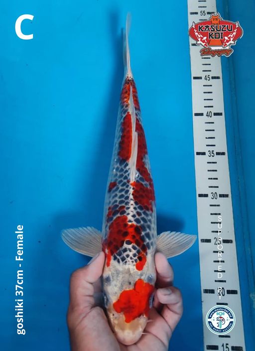 Lelang Koi Online, Jual Beli Ikan Koi, Pusat Jual Beli Koi, Info Lelang Koi Hari Ini, Platform Jual Beli Koi, Jual Beli Ikan Koi Online, Marketplace Ikan Koi, Jual Koi Terbaik, Tempat Beli Koi Berkualitas, Pasar Ikan Koi Online Terpercaya, Penjual Ikan Koi Terpercaya, Beli Koi Hias Online, Ikan Koi untuk Dijual, Koi Kualitas Terbaik, Toko Online Ikan Koi, Koi Hias Untuk Dijual, Jual Beli Ikan Koi Lokal, Koi Indonesia Online, Pusat Jual Beli Koi Terbesar