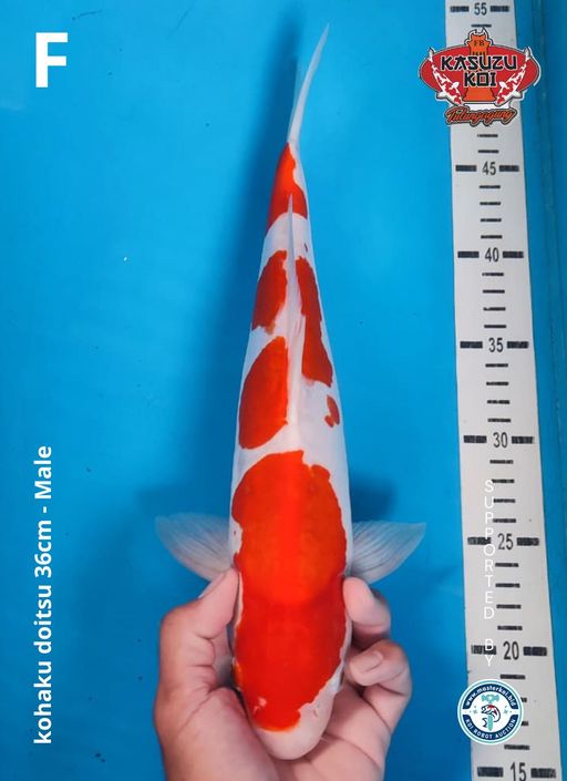 Lelang Koi Online, Jual Beli Ikan Koi, Pusat Jual Beli Koi, Info Lelang Koi Hari Ini, Platform Jual Beli Koi, Jual Beli Ikan Koi Online, Marketplace Ikan Koi, Jual Koi Terbaik, Tempat Beli Koi Berkualitas, Pasar Ikan Koi Online Terpercaya, Penjual Ikan Koi Terpercaya, Beli Koi Hias Online, Ikan Koi untuk Dijual, Koi Kualitas Terbaik, Toko Online Ikan Koi, Koi Hias Untuk Dijual, Jual Beli Ikan Koi Lokal, Koi Indonesia Online, Pusat Jual Beli Koi Terbesar