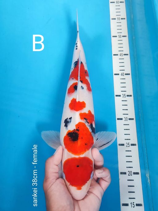 Lelang Koi Online, Jual Beli Ikan Koi, Pusat Jual Beli Koi, Info Lelang Koi Hari Ini, Platform Jual Beli Koi, Jual Beli Ikan Koi Online, Marketplace Ikan Koi, Jual Koi Terbaik, Tempat Beli Koi Berkualitas, Pasar Ikan Koi Online Terpercaya, Penjual Ikan Koi Terpercaya, Beli Koi Hias Online, Ikan Koi untuk Dijual, Koi Kualitas Terbaik, Toko Online Ikan Koi, Koi Hias Untuk Dijual, Jual Beli Ikan Koi Lokal, Koi Indonesia Online, Pusat Jual Beli Koi Terbesar