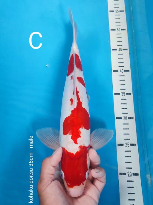 Lelang Koi Online, Jual Beli Ikan Koi, Pusat Jual Beli Koi, Info Lelang Koi Hari Ini, Platform Jual Beli Koi, Jual Beli Ikan Koi Online, Marketplace Ikan Koi, Jual Koi Terbaik, Tempat Beli Koi Berkualitas, Pasar Ikan Koi Online Terpercaya, Penjual Ikan Koi Terpercaya, Beli Koi Hias Online, Ikan Koi untuk Dijual, Koi Kualitas Terbaik, Toko Online Ikan Koi, Koi Hias Untuk Dijual, Jual Beli Ikan Koi Lokal, Koi Indonesia Online, Pusat Jual Beli Koi Terbesar