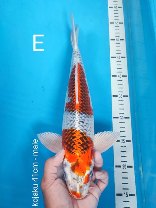 Lelang Koi Online, Jual Beli Ikan Koi, Pusat Jual Beli Koi, Info Lelang Koi Hari Ini, Platform Jual Beli Koi, Jual Beli Ikan Koi Online, Marketplace Ikan Koi, Jual Koi Terbaik, Tempat Beli Koi Berkualitas, Pasar Ikan Koi Online Terpercaya, Penjual Ikan Koi Terpercaya, Beli Koi Hias Online, Ikan Koi untuk Dijual, Koi Kualitas Terbaik, Toko Online Ikan Koi, Koi Hias Untuk Dijual, Jual Beli Ikan Koi Lokal, Koi Indonesia Online, Pusat Jual Beli Koi Terbesar